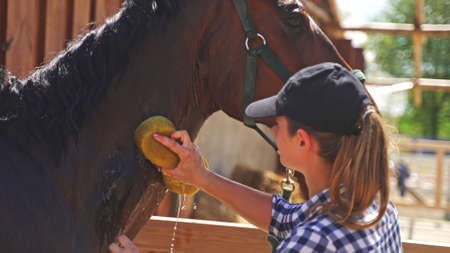 a young girl with a sponge in her hand washes the horses neck near the barn during the day. High-quality photoの写真素材