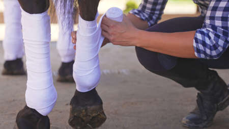an unknown person squatting with a stretchy bandage wraps his legs around the horse. High-quality photoの写真素材
