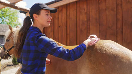 a young beautiful girl carefully brushes a light brown horse. High-quality photoの写真素材