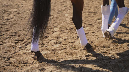 an unknown person in jeans walks a horse with a focus on four horse legs and a tail. High-quality...