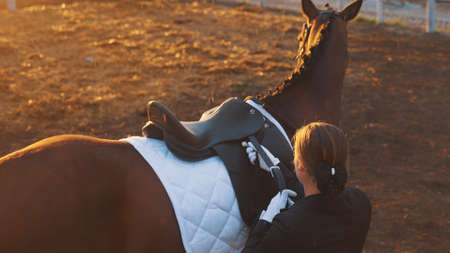 standing the young woman tightened the saddle on the brown horse. High-quality photoの写真素材