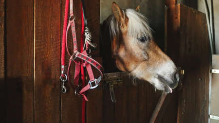 the horse pokes its head through the doorway in the barn next to the equipment. High-quality photoの写真素材
