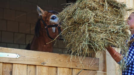 a young girl gives the horse hay through the opening of the barn door. High-quality photoの写真素材
