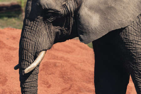 an adult elephant near the forest with a view to its right and the focus on its front part goes through the ground. High-quality photoの写真素材