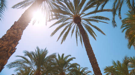 a view of the sunny sky through a lot of long leaves in a Spanish place. High-quality photoの写真素材