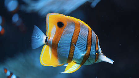 Astonishing beautiful fish with orange and white stripes. Underwater life concept. High quality photoの写真素材