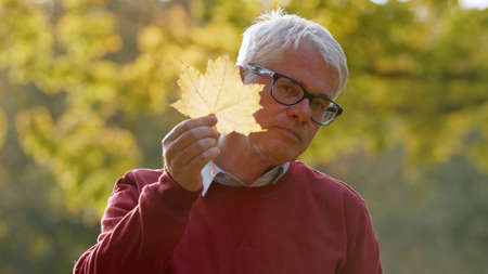 Aged Caucasian man showing his face from behind the leaf in the park portrait selective focus . High quality photoの写真素材