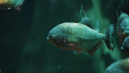 Swimming piranha. Dangerous animal concept. High quality photoの写真素材