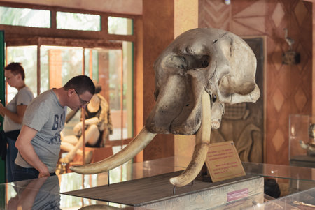 2021.04.20 Warsaw, Poland Raw ivory. A scalp of an elephant with giant white tusks. Learning at exhibition. Museum concept. High quality photoのeditorial素材