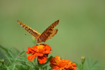 Butterflyの写真素材