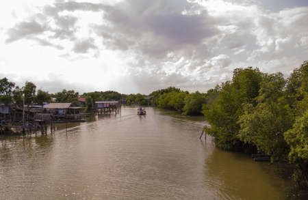 Mangrove forestのeditorial素材