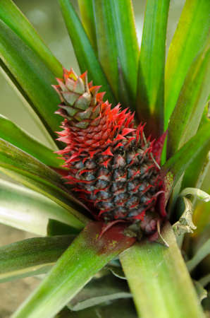 Tropical pineappleの写真素材