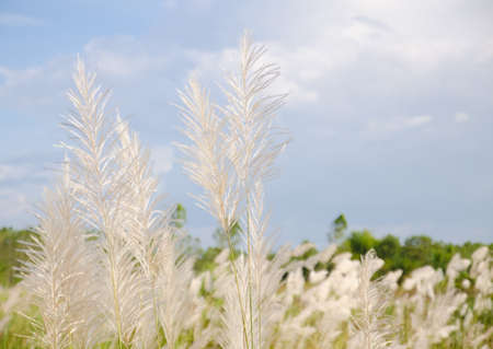 field at countrysideの写真素材