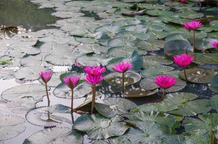 pink waterlily in pondの写真素材