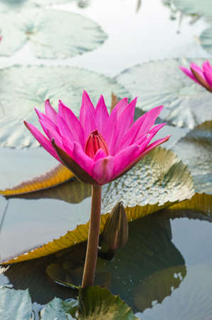 pink waterlily and growing bud の写真素材