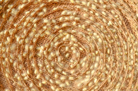 group of silk worm cocoons nestsの写真素材
