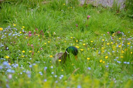 The duck maleの写真素材