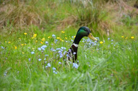 The duck maleの写真素材