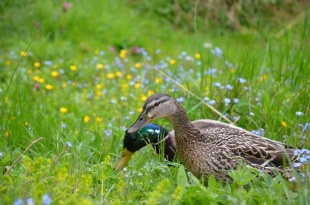 The duck maleの写真素材