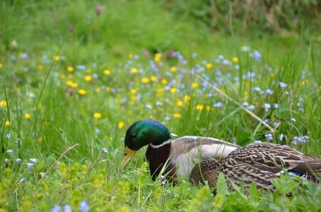The duck maleの写真素材