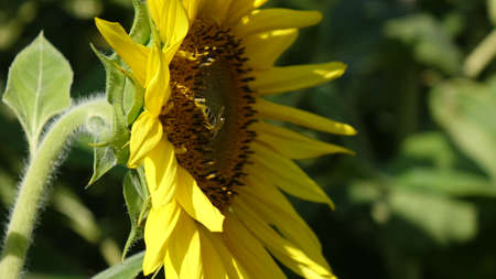 Bee seat on sunflower. Pollination by bee.の写真素材