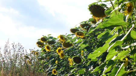 Sunflowers in the sunny dayの写真素材