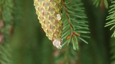 tree cones with resin bumping between pine needlesの写真素材