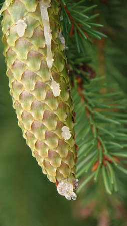 tree cones with resin bumping between pine needlesの写真素材