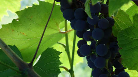 purple red grapes with green leaves on the vine. fresh fruitsの写真素材