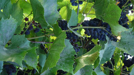 purple red grapes with green leaves on the vine. fresh fruitsの写真素材