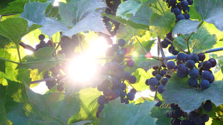 purple red grapes with green leaves on the vine. fresh fruitsの写真素材