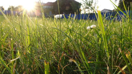 Sunrise in the Grass, Fresh Morning Sunshine in the Nature