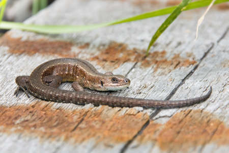 Brown lizard rest on old boardsの写真素材