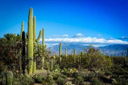 Wide view of the Tucson countryside