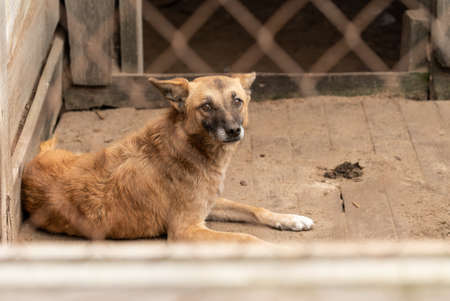 Homeless dog in a shelter for dogs