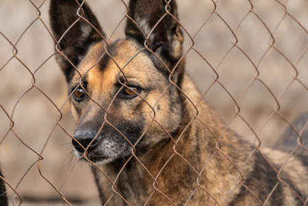 Homeless dog in a shelter for dogs