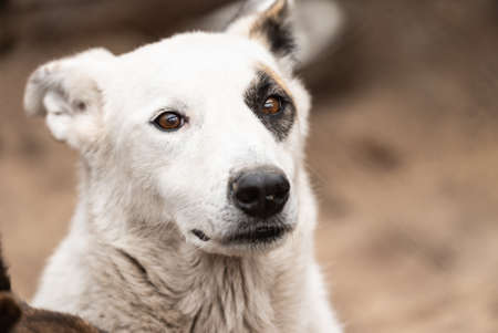 Homeless dog in a shelter for dogsの写真素材