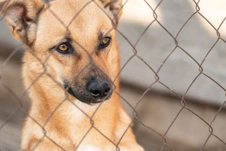 Homeless dog in a shelter for dogsの写真素材
