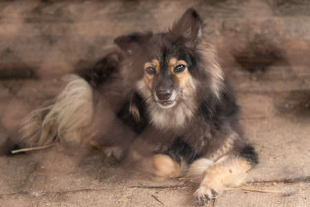 Homeless dog in a shelter for dogs