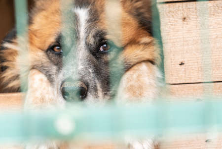 Homeless dog in a shelter for dogsの写真素材