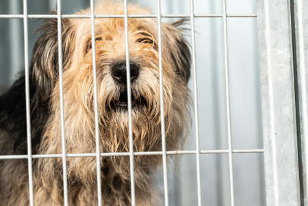 Homeless dog in a shelter for dogsの写真素材