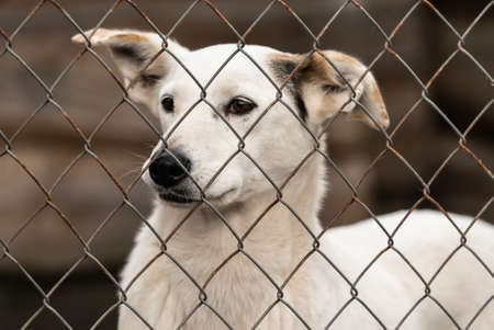 Homeless dog in a shelter for dogs