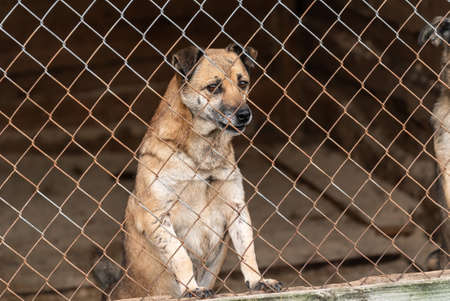 Homeless dog in a shelter for dogs