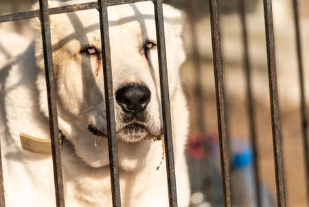 Homeless dog in a shelter for dogs