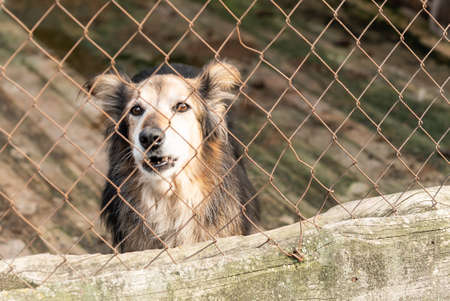 Homeless dog in a shelter for dogsの写真素材