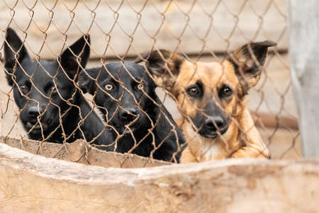 Dogs at the homeless dog shelter. Abandoned dogs