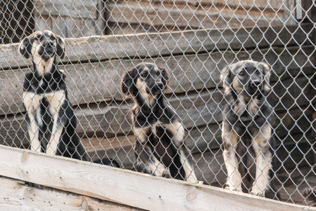 Dogs at the homeless dog shelter. Abandoned dogsの写真素材