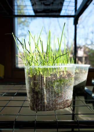 Growing onions. Fresh sprouts of leek or green onion. Young leek seedling growing in plastic containers. Vegetable plantation on the windowsill in the house. Selective focus.の写真素材