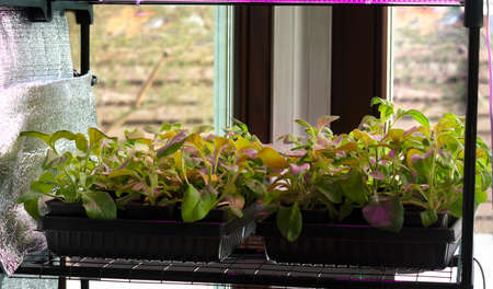 Flowerpot with sprouts of petunia flower. Young green flowers seedling sprouts in seedling tray under ultraviolet light phytolamps.の写真素材