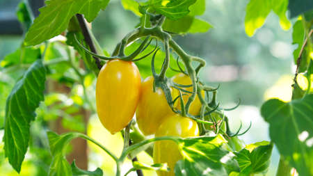 Growing yellow plum-shaped tomato, blooming, ripening of tomatoes. Farming concept. Selective focus.の写真素材